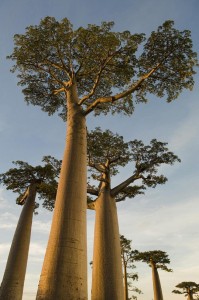 Baobabs