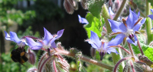 Hot bee lovin' Hot bee lovin\'