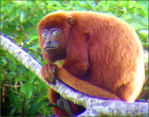 Red Howler Monkey