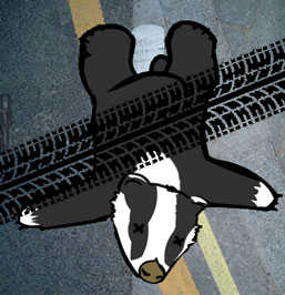 Dead Badger