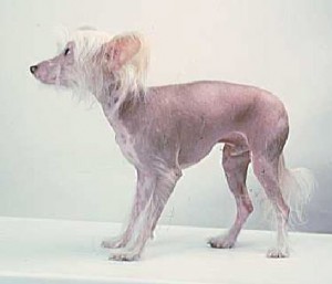 Brrrrrrrrrr Brrrrrrrrrr