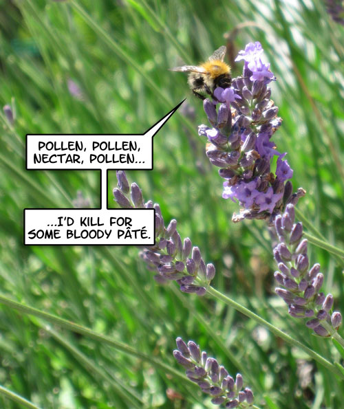 Half a bee, philosophically, must, ipso facto, half not be Half a bee, philosophically, must, ipso facto, half not be